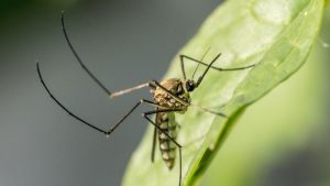 Dangerous Viruses that transmitted by Mosquitoes