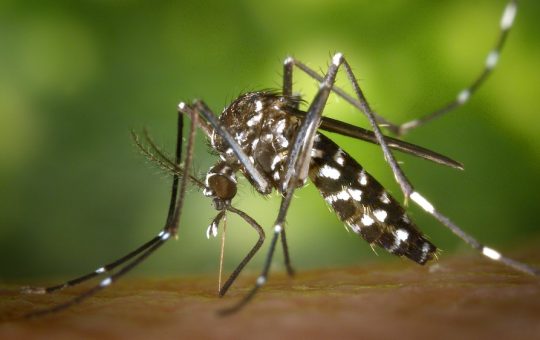 How Long Does It Take For A Mosquito Bite To Develop
