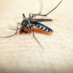 Harms of Asian Tiger Mosquitoes