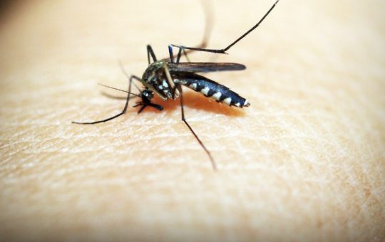 Harms of Asian Tiger Mosquitoes