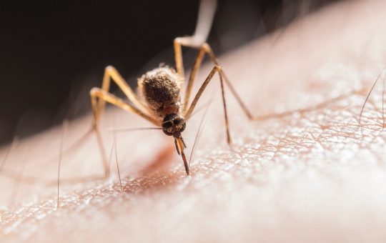 To whom Mosquitoes Bite Most