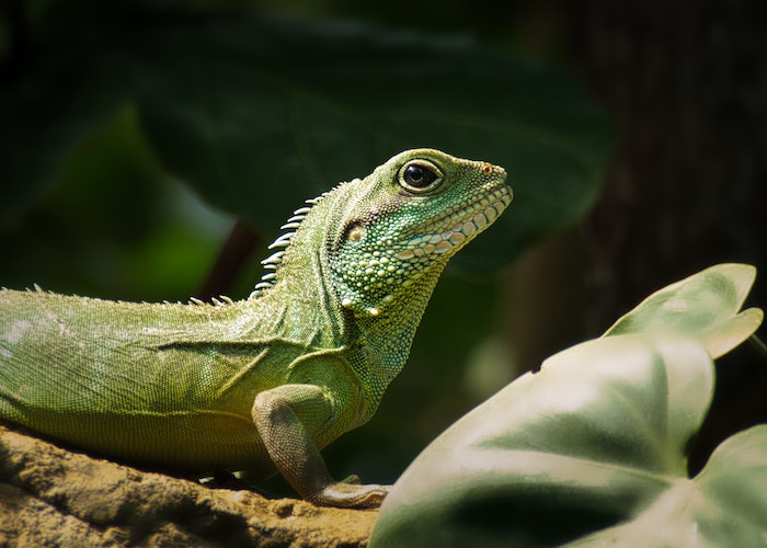How to recognize behavioral issues in bearded dragon